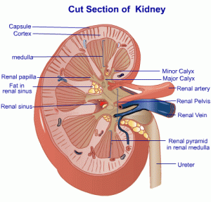 kidney